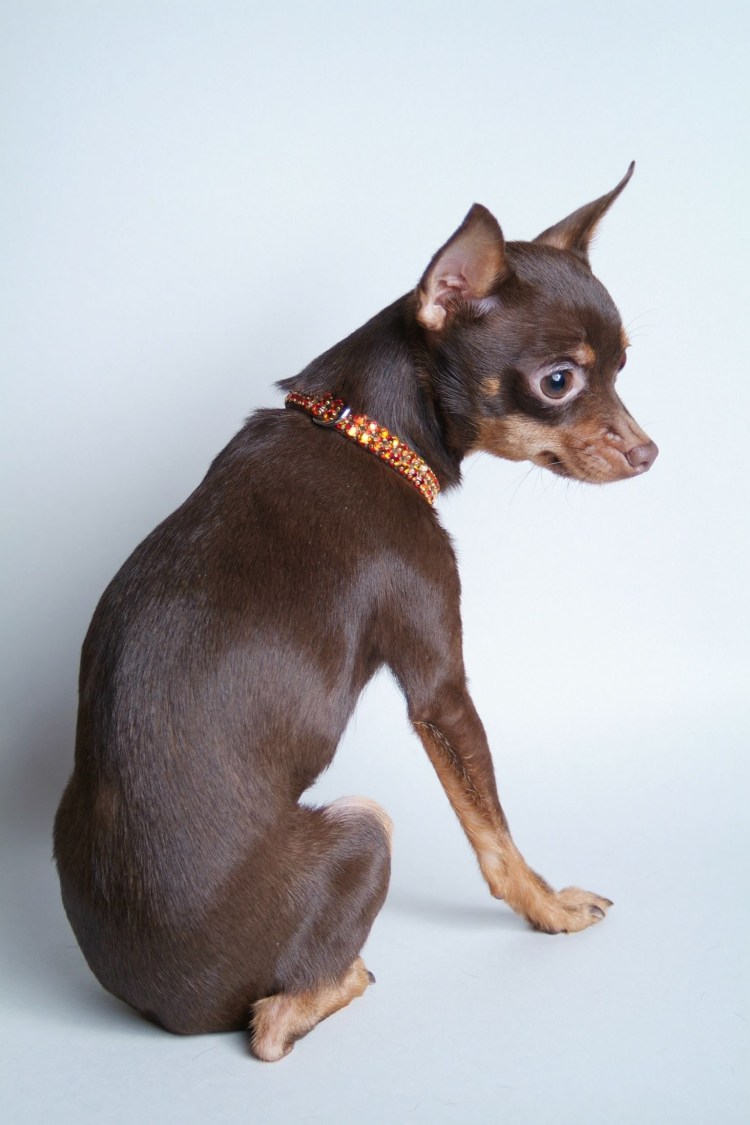 Той терьер голубо подпалый