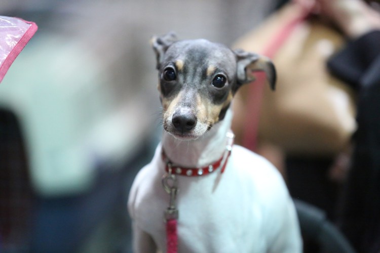 Японский той терьер