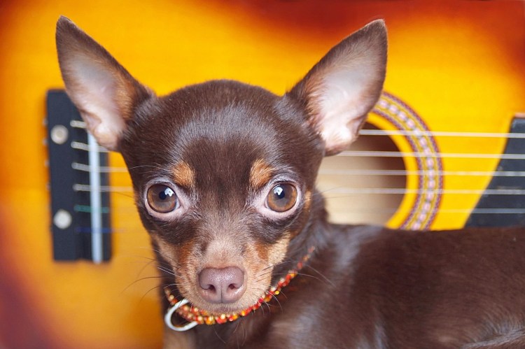 Той терьер пинчер