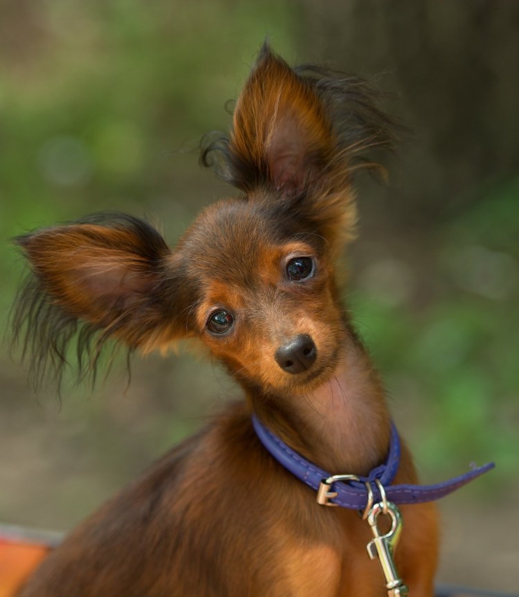 Японский терьер (Микадо, Кобе)