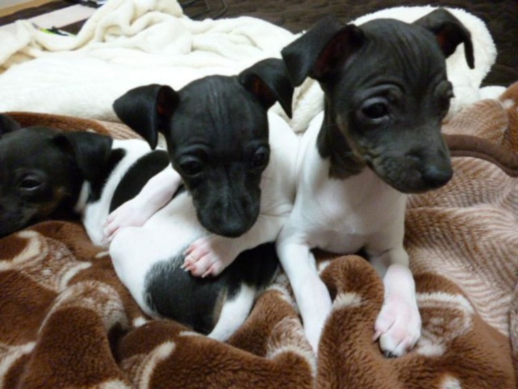 Японский терьер рост