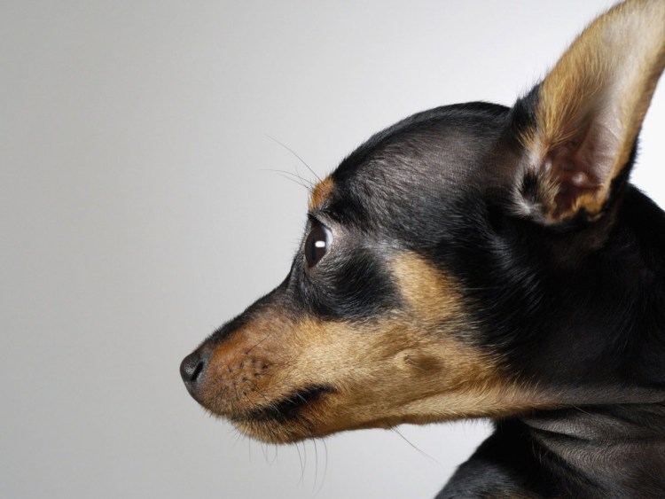 Карликовый пинчер