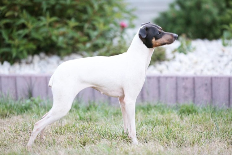 Японский терьер щенки