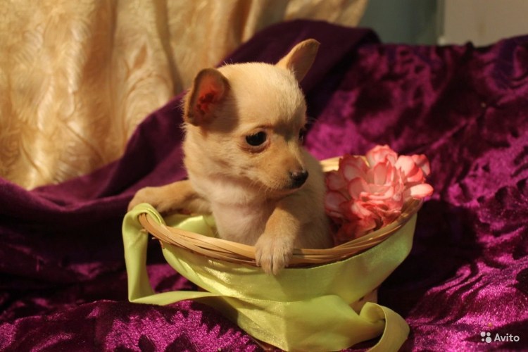 Карликовый шоколадный тойтерьер