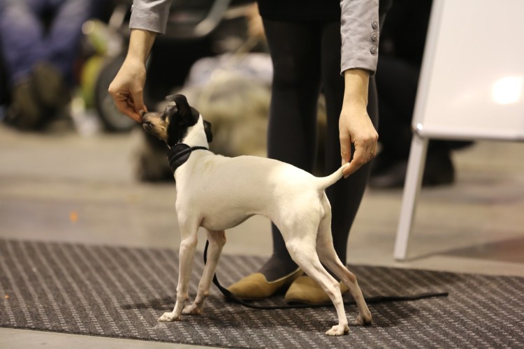 Микадо терьер