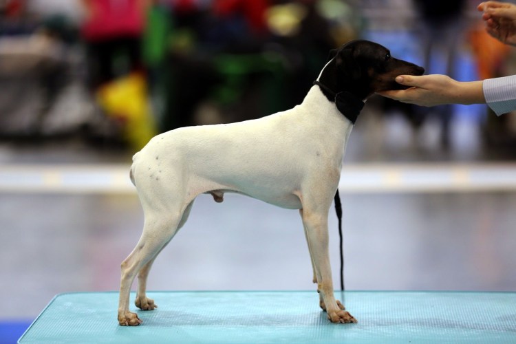 Японский терьер