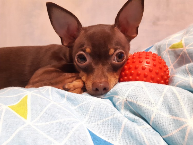 Собака карликовый пинчер