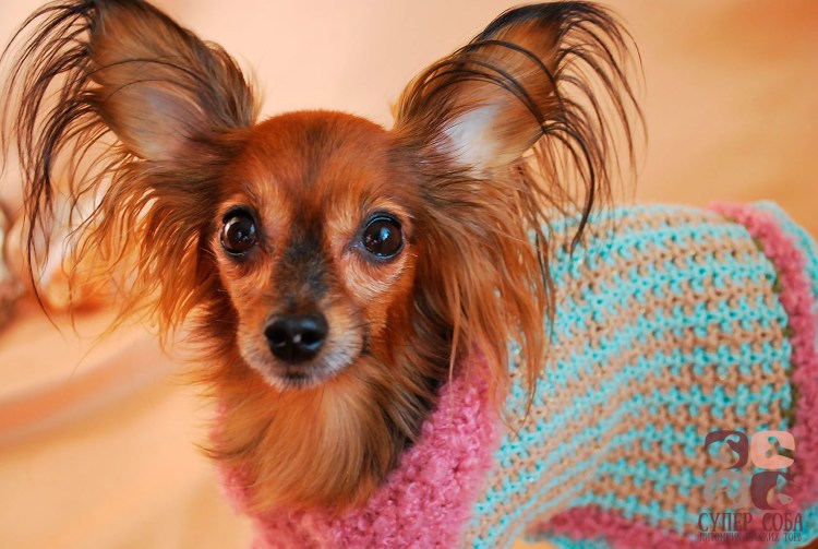 Нихон терьер