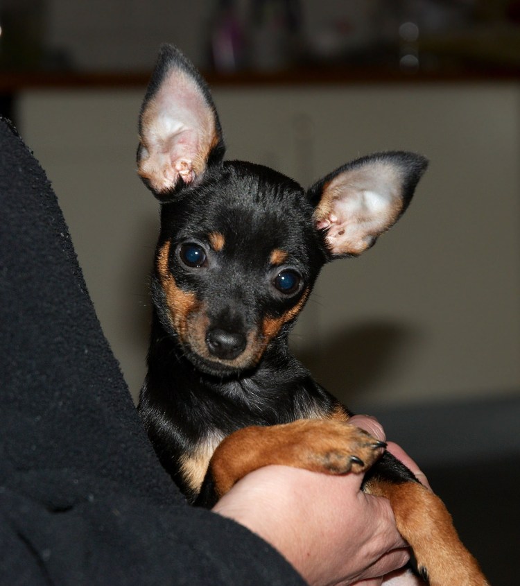 Тойтерьеры короткошерстная