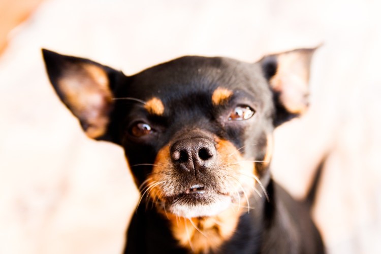 Карликовый пинчер Лис