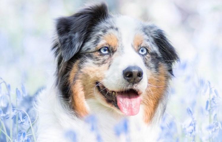 Глаза немецкой овчарки