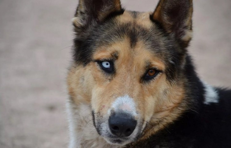 Овчарка с голубыми глазами