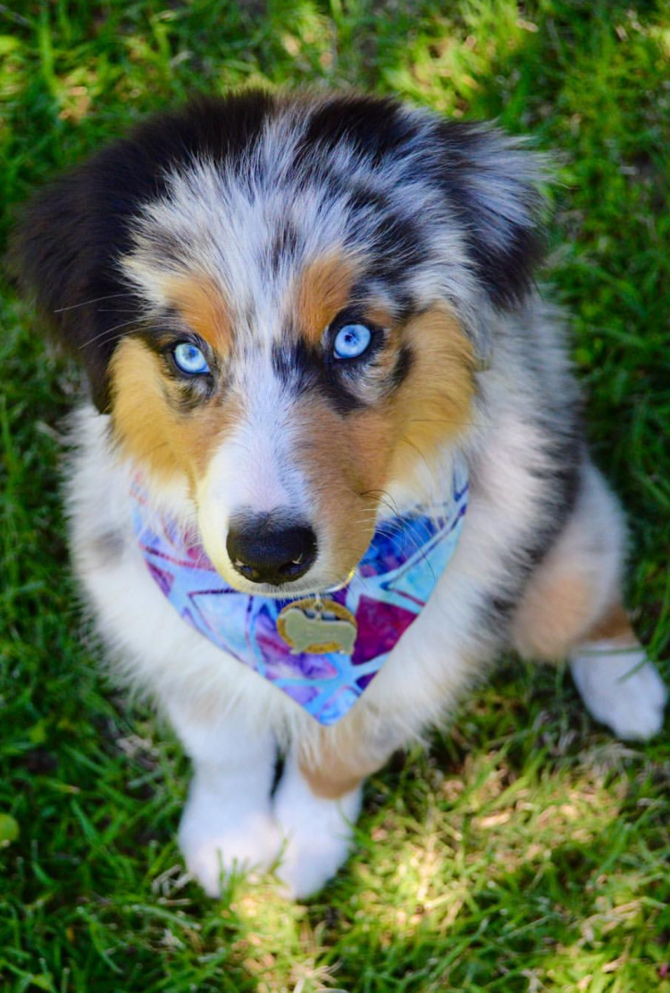 Помесь хаски и овчарки