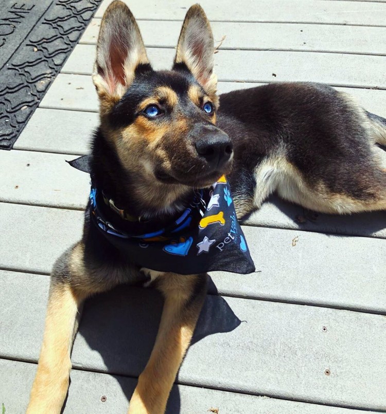 Хаски белая с голубыми глазами щенки