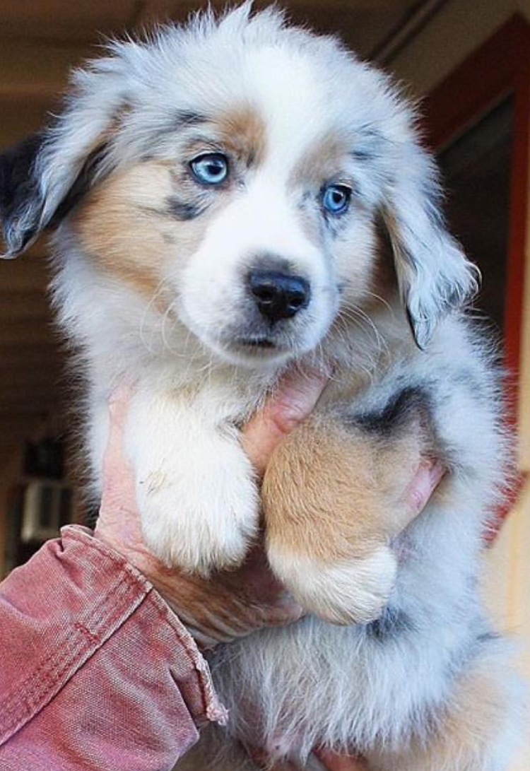 Бордер колли голубой мрамор