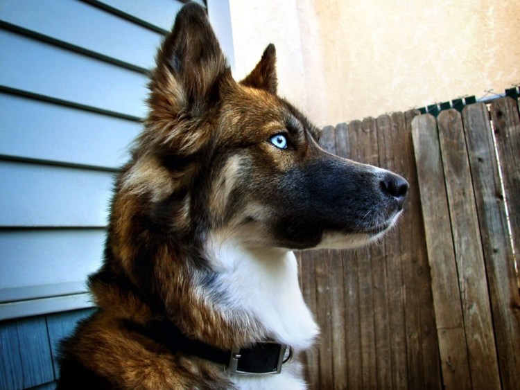 Чёрная немецкая овчарка с голубыми глазами