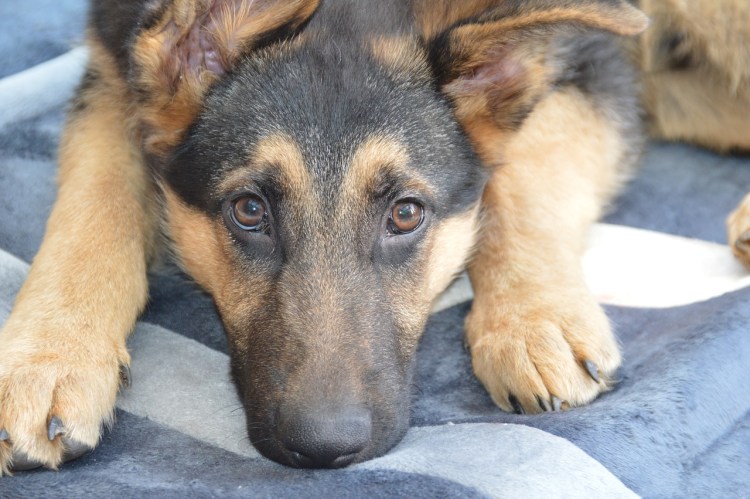 Метис хаски и овчарки