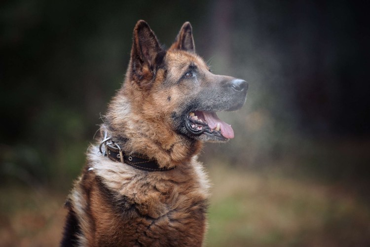 Немецкая овчарка с голубыми глазами