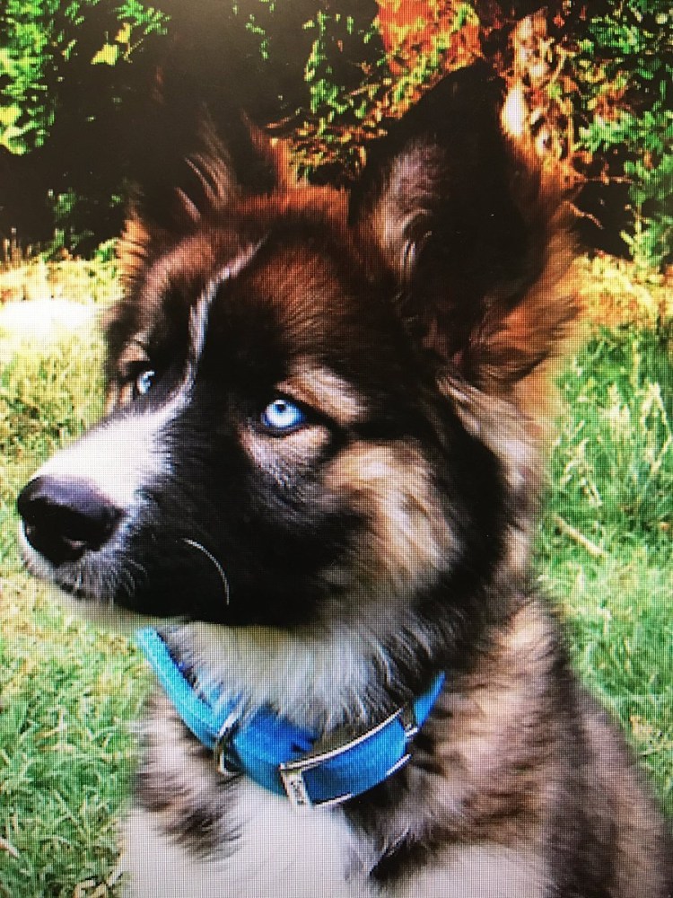 Австралийская овчарка Асти