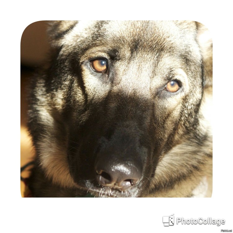 Глаза немецкой овчарки