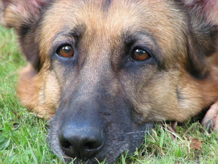 German Shepherd щенок