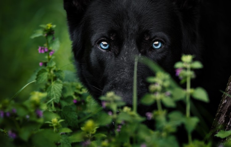 Морда овчарки