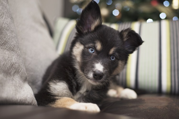Овчарка с голубыми глазами