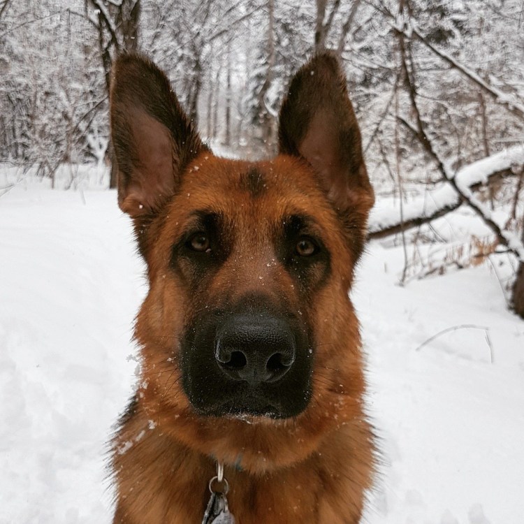 Немецкая овчарка Соня