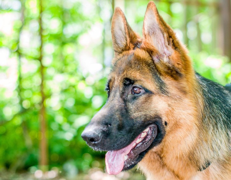 Австралийская овчарка щенки