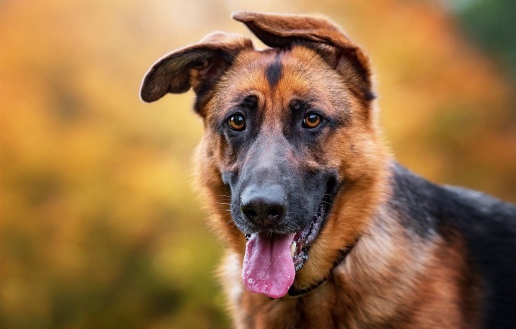 Бельгийская овчарка грюнендаль