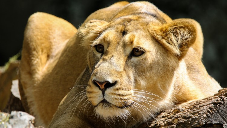 Красивая львица