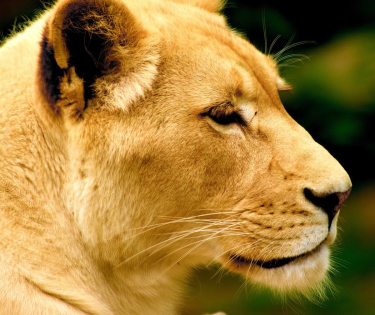 Голова львицы