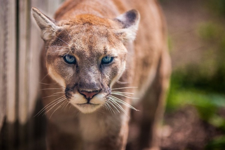 Король Лев фильм Нала