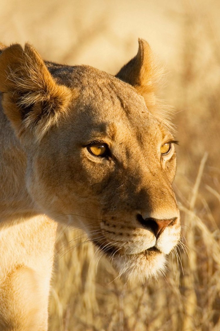 Львица анфас