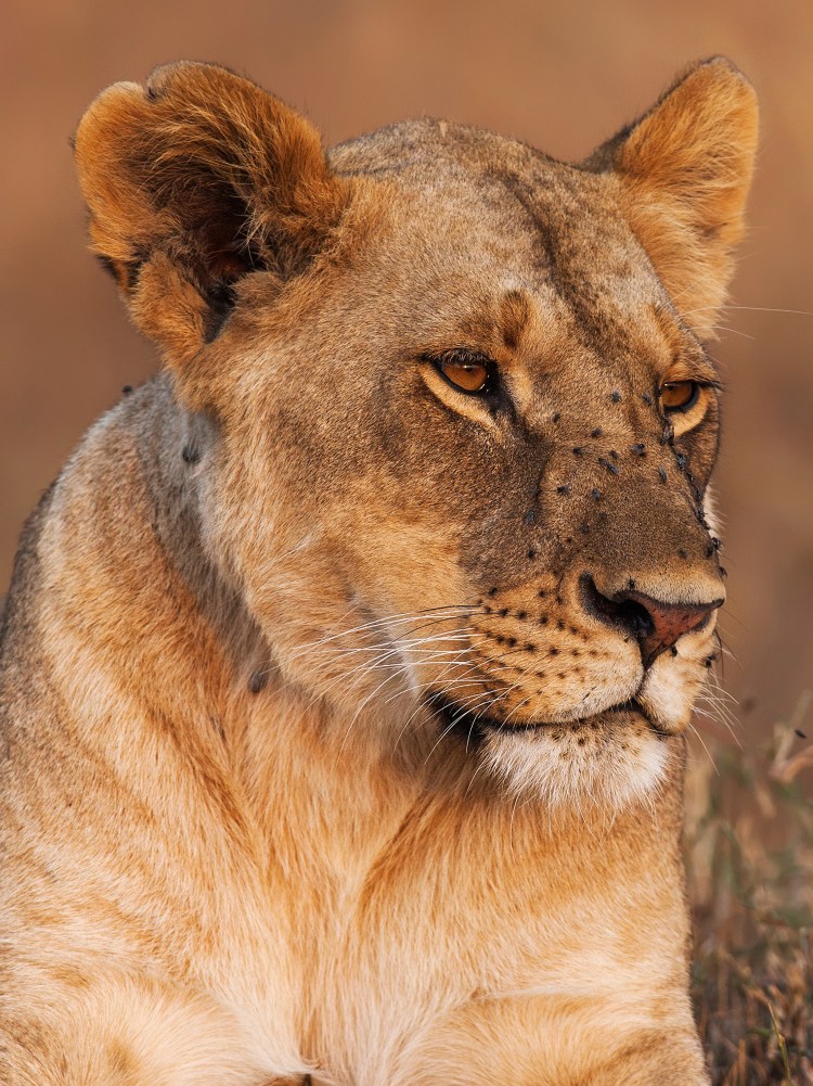 Красивая львица