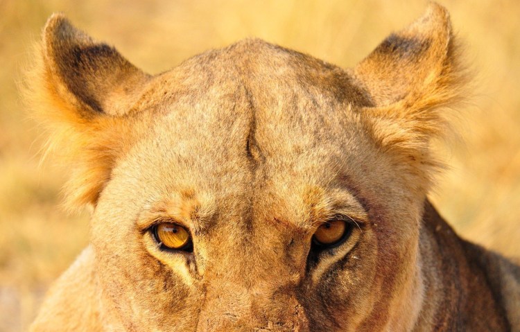 Красивая львица