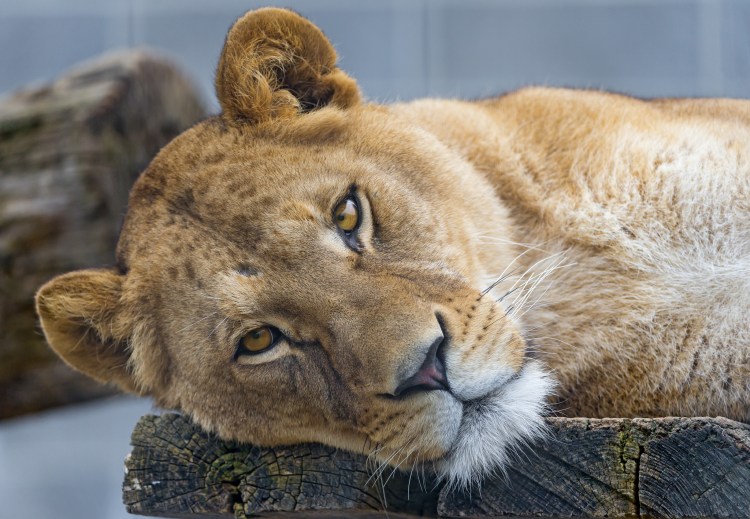 Красивые портреты животных