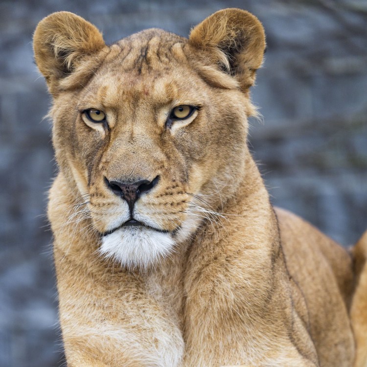 Львица Мона