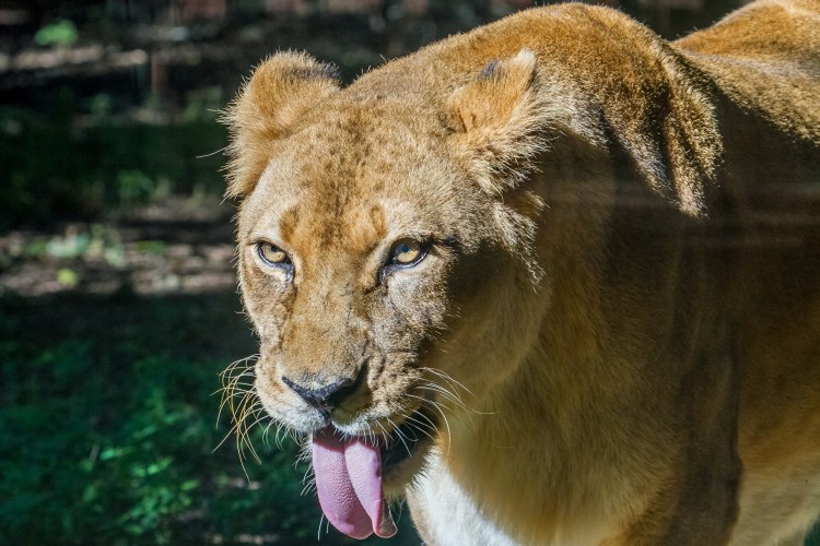 Грустная львица