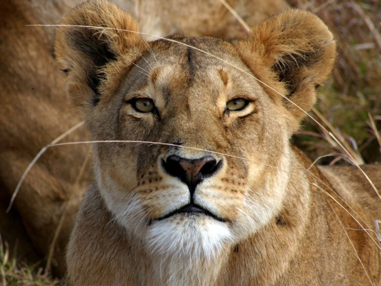 Голова львицы