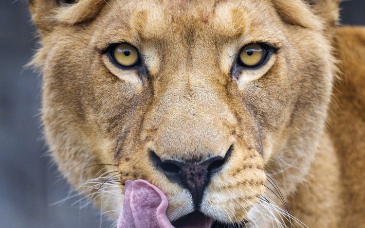 Львица мордочка