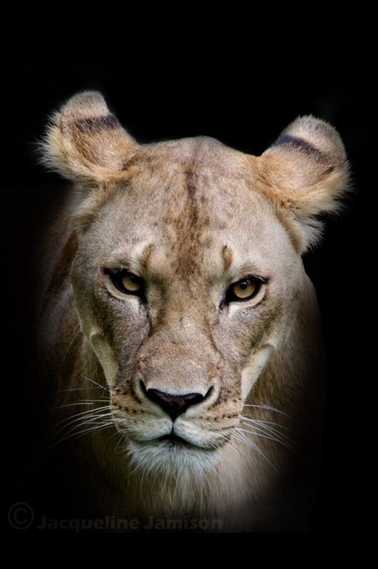 Львица мордочка