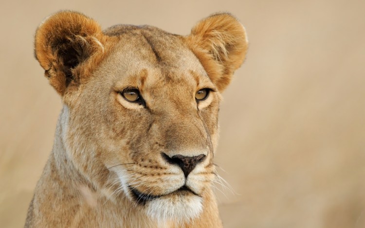 Взгляд львицы