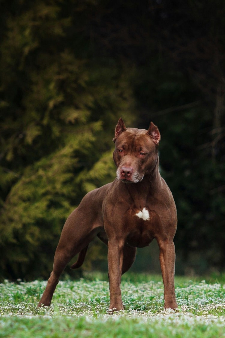 Питбультерьер Прайтер американский