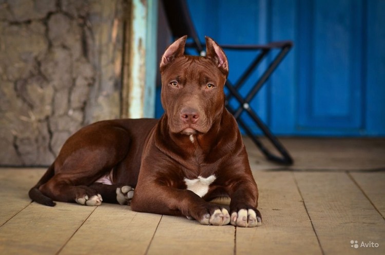 Шоколадный стаффордширский терьер