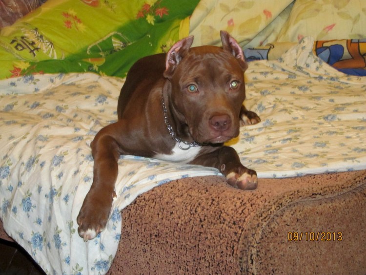 Американский стаффордширский питбультерьер