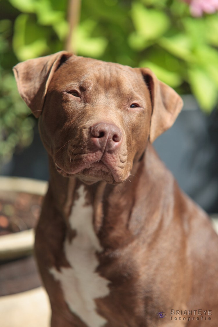 Американский питбультерьер шоколадный