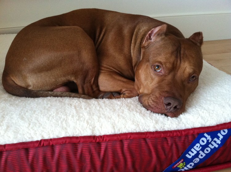 Американский питбультерьер терьер