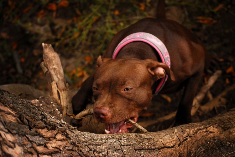 АПБТ американский питбультерьер