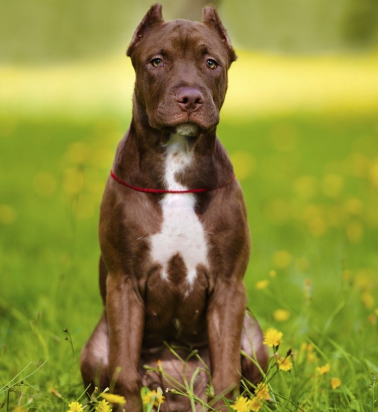 Американский питбультерьер шоколадный